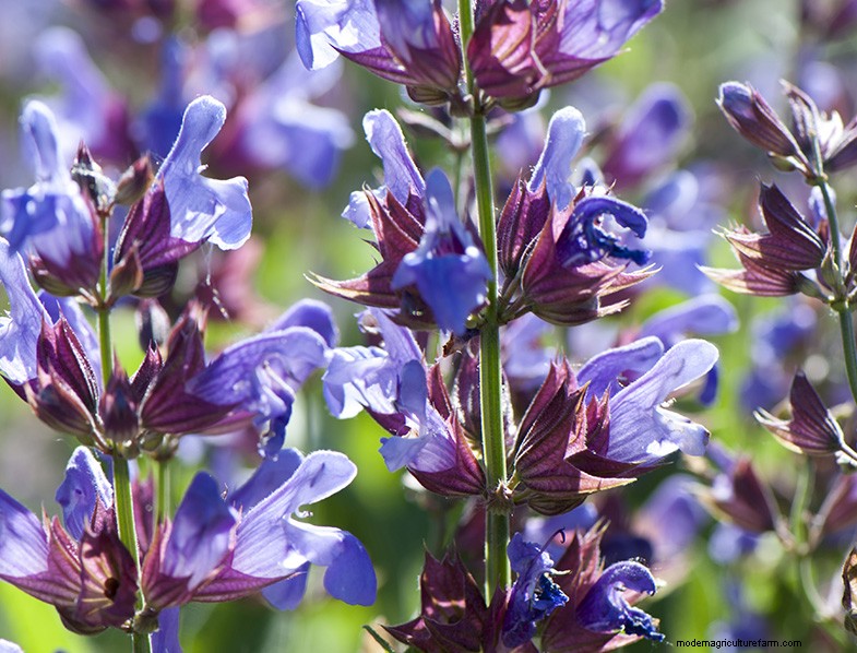 Growing & Caring for Sage (Salvia officinalis): A Comprehensive Guide