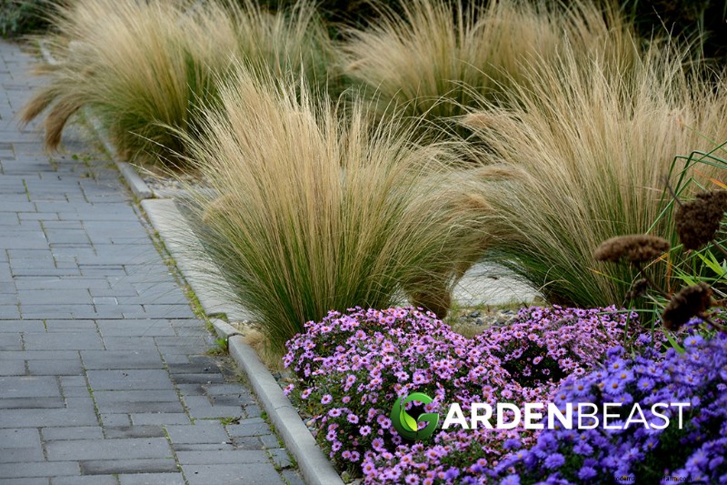 Ornamental, Edible & Medicinal Grasses: A Complete Guide