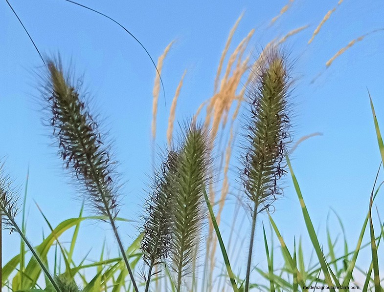 Ornamental, Edible & Medicinal Grasses: A Complete Guide