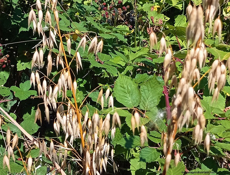 Ornamental, Edible & Medicinal Grasses: A Complete Guide