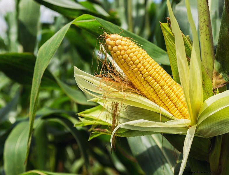 Ornamental, Edible & Medicinal Grasses: A Complete Guide