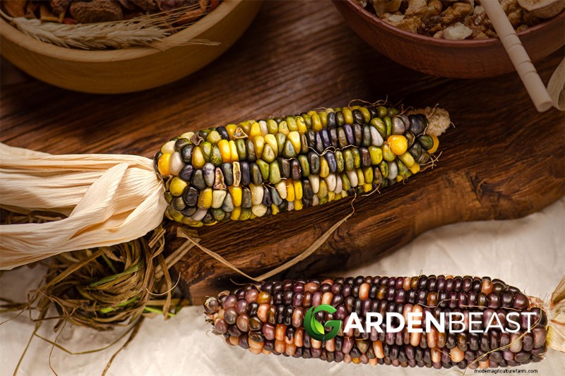 Ornamental, Edible & Medicinal Grasses: A Complete Guide