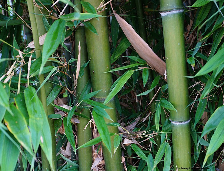Ornamental, Edible & Medicinal Grasses: A Complete Guide