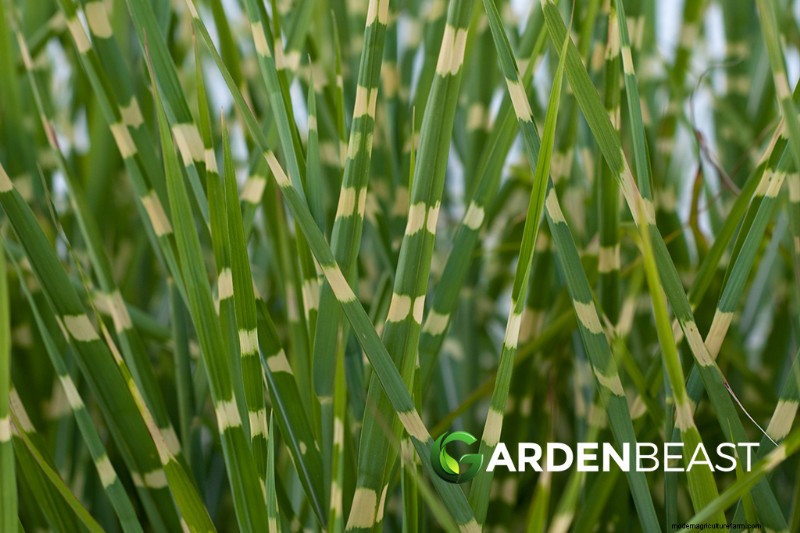 Ornamental, Edible & Medicinal Grasses: A Complete Guide