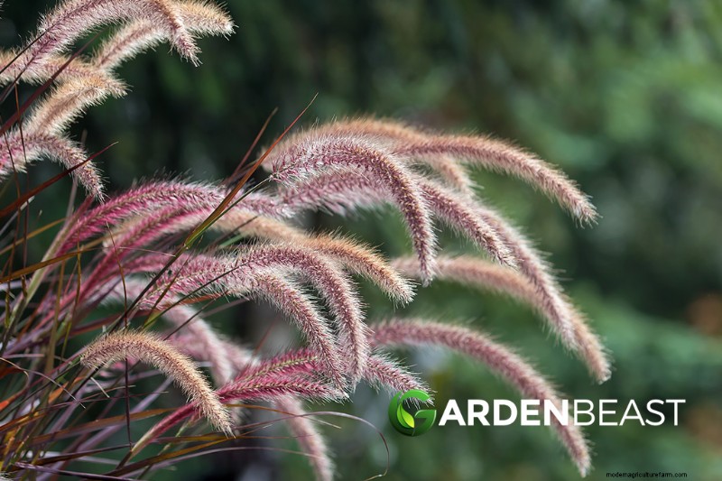 Ornamental, Edible & Medicinal Grasses: A Complete Guide