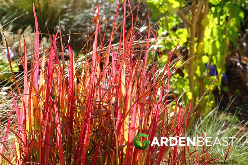 Ornamental, Edible & Medicinal Grasses: A Complete Guide