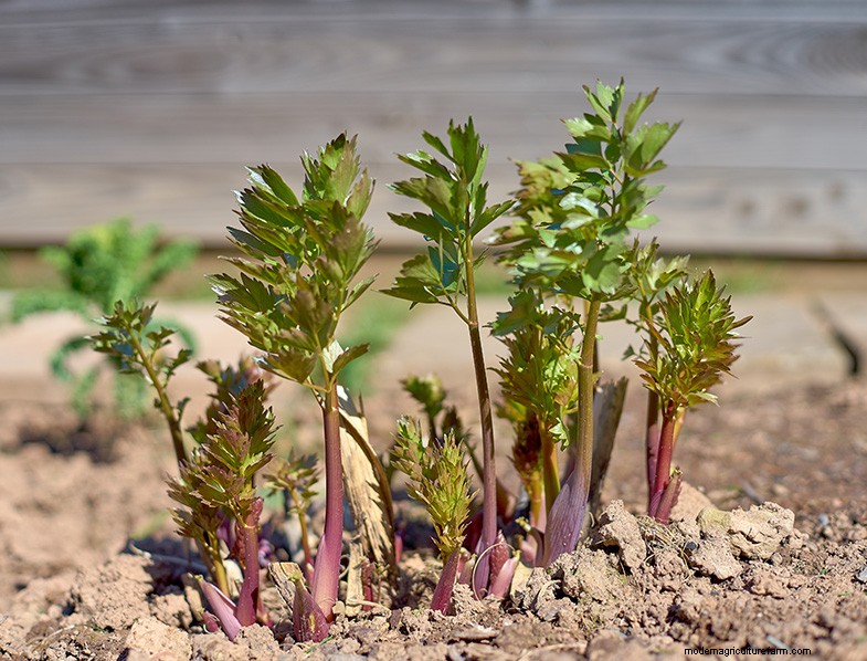 Grow Medicinal & Healthy Plants at Home: A Beginner s Guide