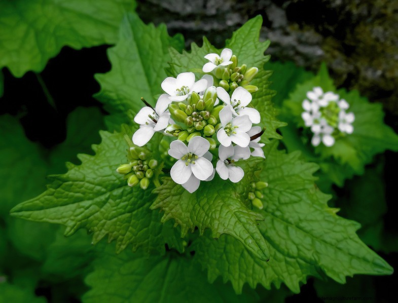 Grow Medicinal & Healthy Plants at Home: A Beginner s Guide