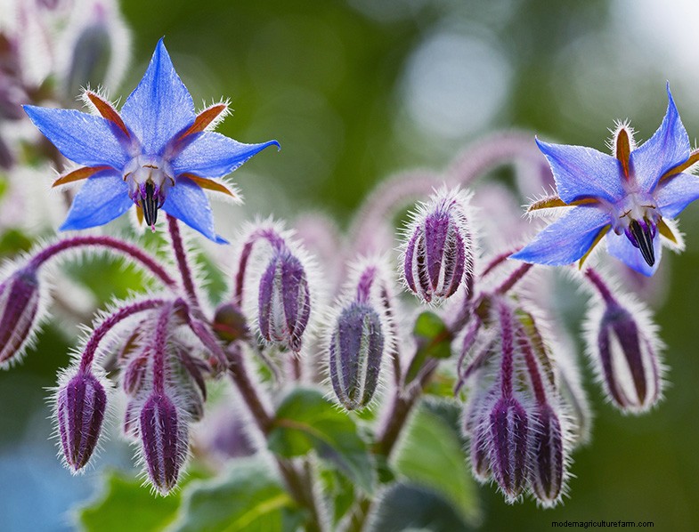 Grow Medicinal & Healthy Plants at Home: A Beginner s Guide