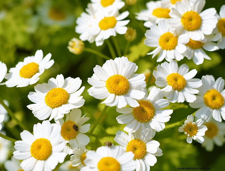 Grow Medicinal & Healthy Plants at Home: A Beginner s Guide