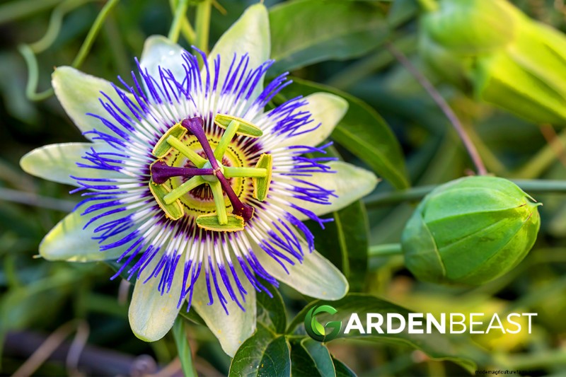 Grow Medicinal & Healthy Plants at Home: A Beginner s Guide