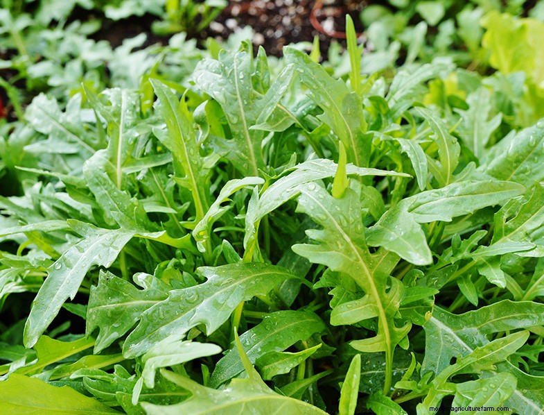 Grow Medicinal & Healthy Plants at Home: A Beginner s Guide