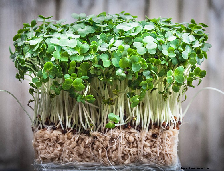 Grow Medicinal & Healthy Plants at Home: A Beginner s Guide