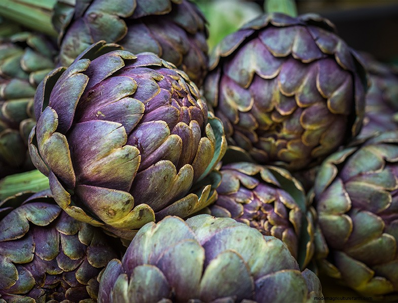 Edible Landscaping: Design & Grow a Beautiful, Productive Garden