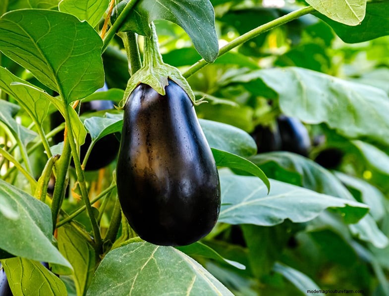 Edible Landscaping: Design & Grow a Beautiful, Productive Garden