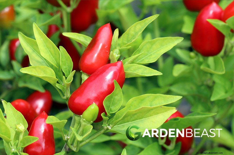 Edible Landscaping: Design & Grow a Beautiful, Productive Garden