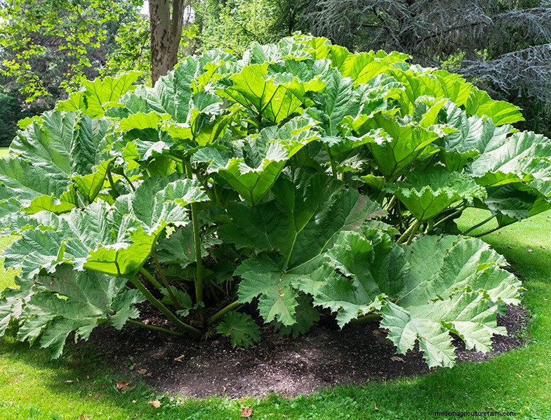 Rhubarb (Rheum rhabarbarum): Growing & Care Guide for Delicious Stalks
