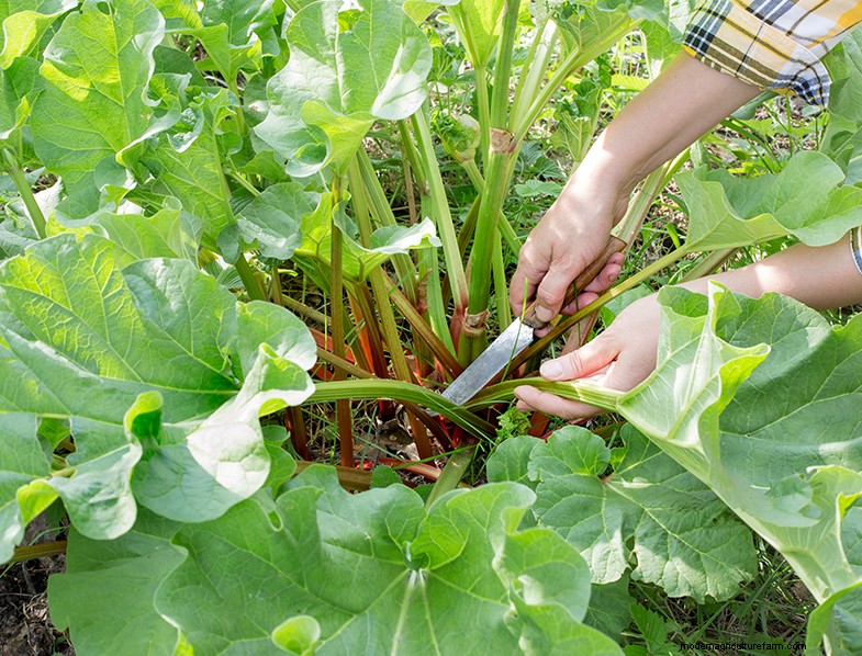 Rhubarb (Rheum rhabarbarum): Growing & Care Guide for Delicious Stalks