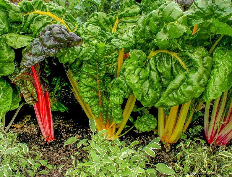 Rhubarb (Rheum rhabarbarum): Growing & Care Guide for Delicious Stalks