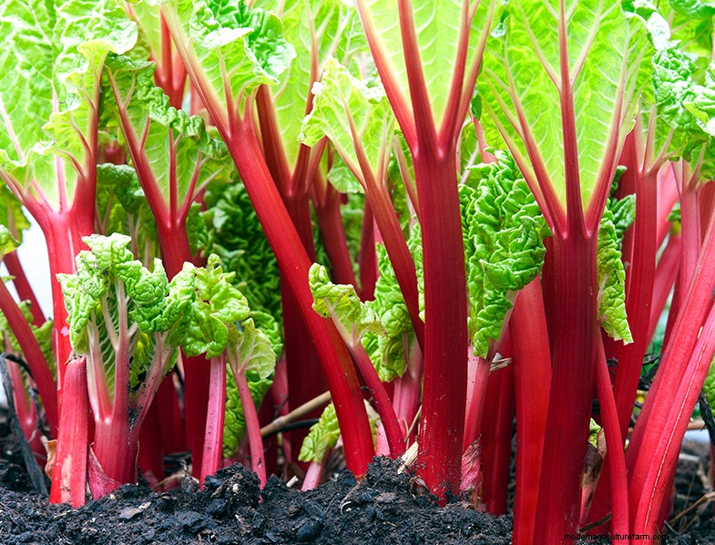 Rhubarb (Rheum rhabarbarum): Growing & Care Guide for Delicious Stalks