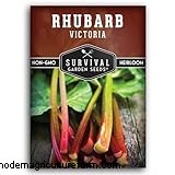 Rhubarb (Rheum rhabarbarum): Growing & Care Guide for Delicious Stalks