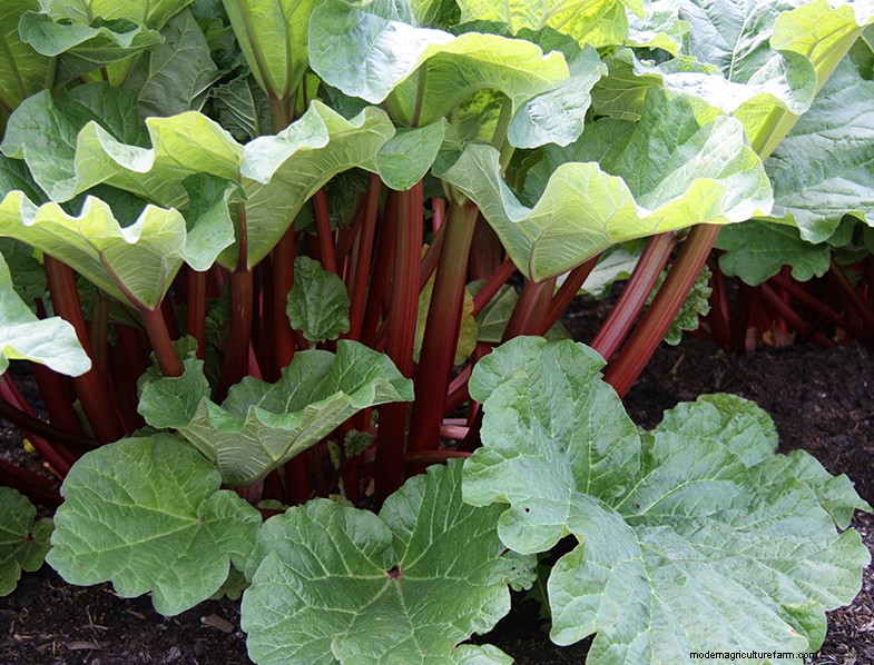 Rhubarb (Rheum rhabarbarum): Growing & Care Guide for Delicious Stalks