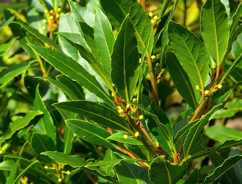 Bay Laurel (Laurus nobilis): Growing & Care Guide for Home & Garden