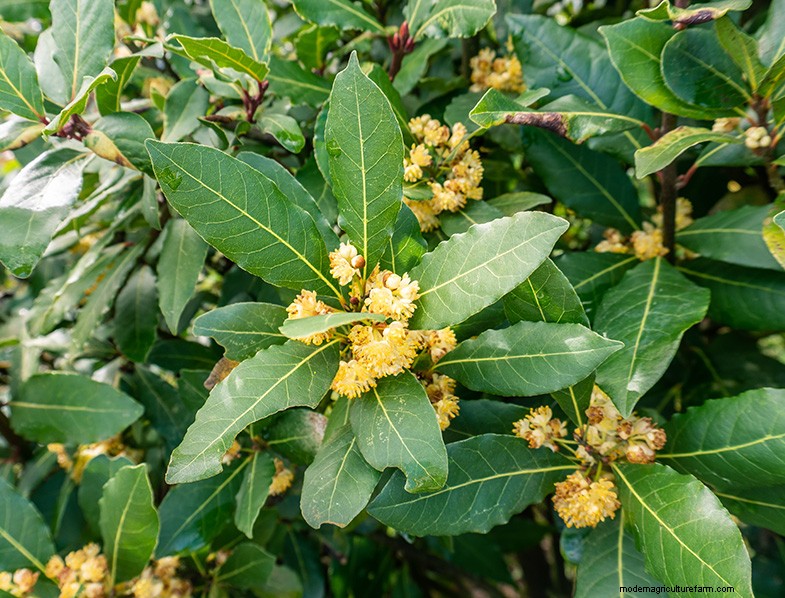 Bay Laurel (Laurus nobilis): Growing & Care Guide for Home & Garden