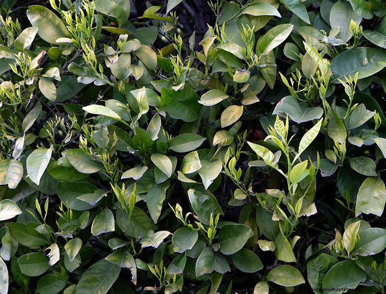 Bay Laurel (Laurus nobilis): Growing & Care Guide for Home & Garden