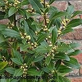 Bay Laurel (Laurus nobilis): Growing & Care Guide for Home & Garden