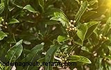 Bay Laurel (Laurus nobilis): Growing & Care Guide for Home & Garden