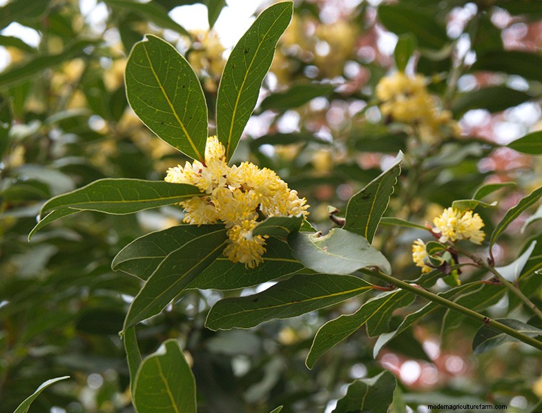 Bay Laurel (Laurus nobilis): Growing & Care Guide for Home & Garden