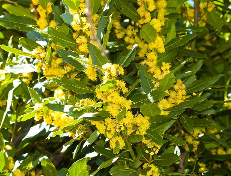 Bay Laurel (Laurus nobilis): Growing & Care Guide for Home & Garden