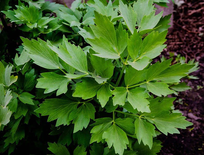 Lovage (Levisticum Officinale): Growing & Care Guide | Expert Tips