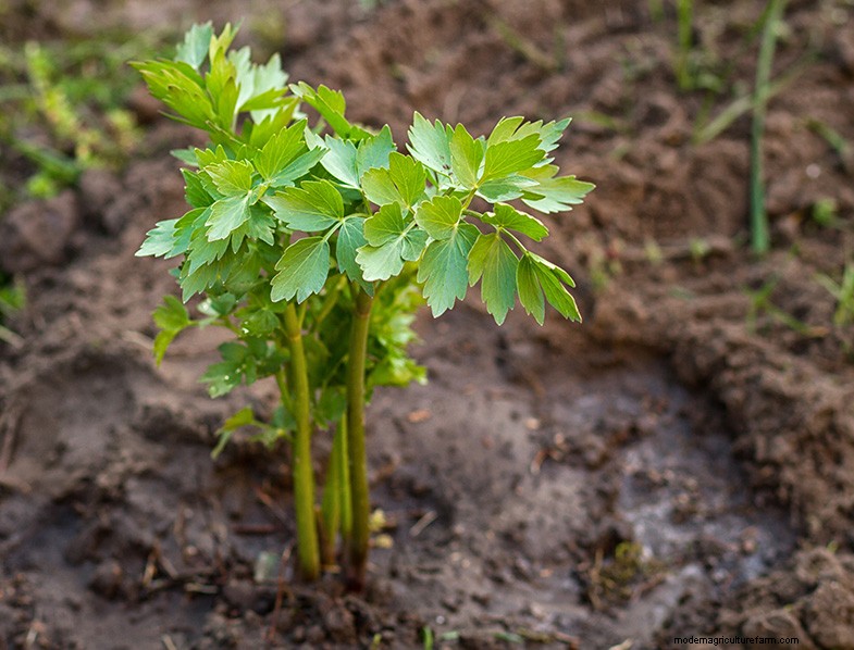 Lovage (Levisticum Officinale): Growing & Care Guide | Expert Tips