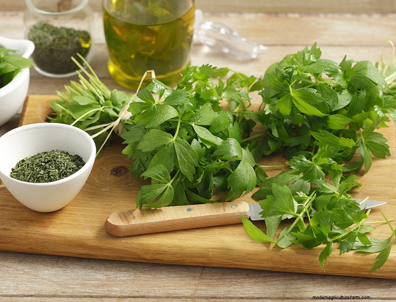 Lovage (Levisticum Officinale): Growing & Care Guide | Expert Tips