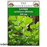 Lovage (Levisticum Officinale): Growing & Care Guide | Expert Tips
