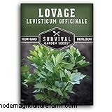 Lovage (Levisticum Officinale): Growing & Care Guide | Expert Tips