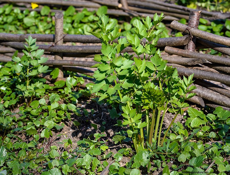 Lovage (Levisticum Officinale): Growing & Care Guide | Expert Tips