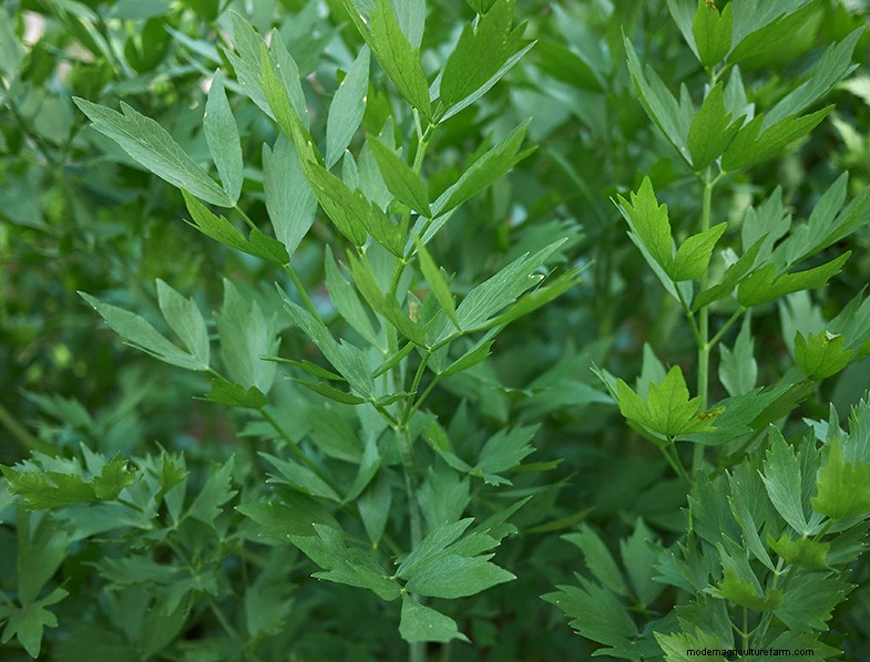 Lovage (Levisticum Officinale): Growing & Care Guide | Expert Tips