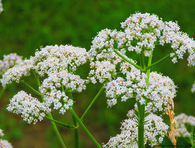 Anise Plant (Pimpinella anisum): Growing & Care Guide
