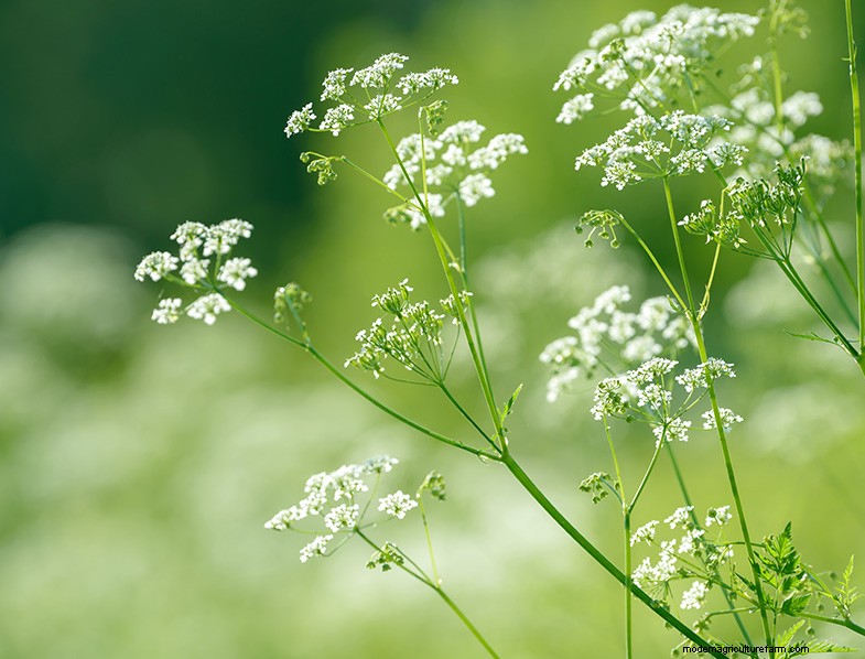 Anise Plant (Pimpinella anisum): Growing & Care Guide