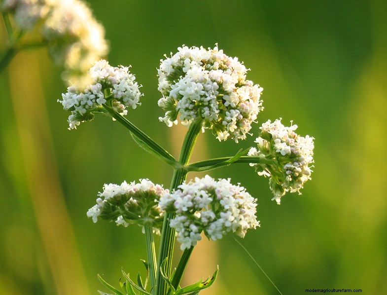 Anise Plant (Pimpinella anisum): Growing & Care Guide