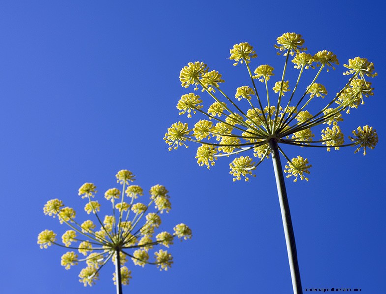Anise Plant (Pimpinella anisum): Growing & Care Guide