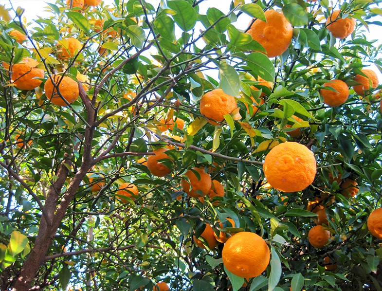 Yuzu Tree: Growing & Caring for This Aromatic Citrus