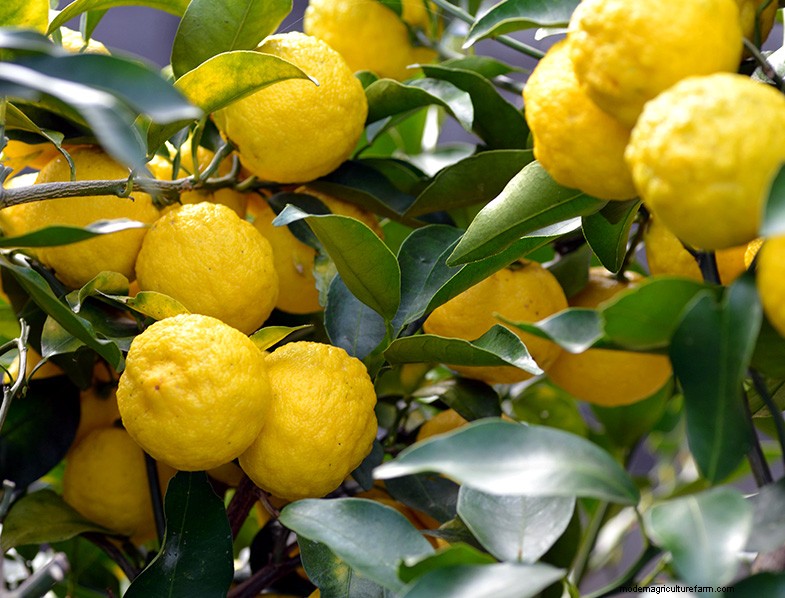 Yuzu Tree: Growing & Caring for This Aromatic Citrus