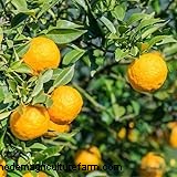 Yuzu Tree: Growing & Caring for This Aromatic Citrus