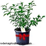 Yuzu Tree: Growing & Caring for This Aromatic Citrus