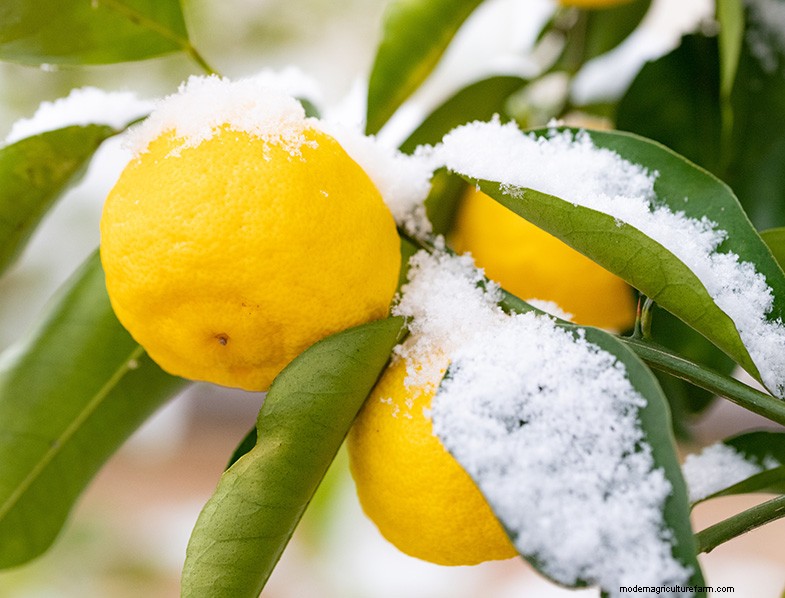 Yuzu Tree: Growing & Caring for This Aromatic Citrus