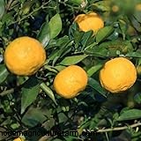 Yuzu Tree: Growing & Caring for This Aromatic Citrus